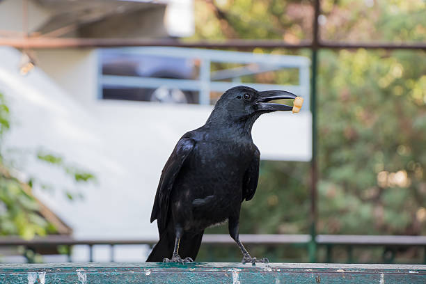 Black crow eating snack Black crow eating snack on a fence in the park at dusit zoo, thailand crow eating carrion stock pictures, royalty-free photos & images