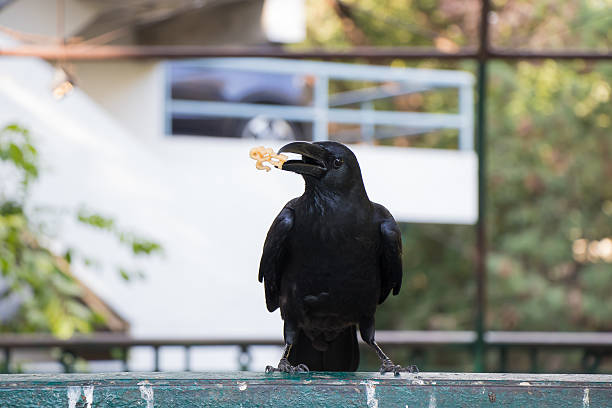 Black crow eating snack Black crow eating snack on a fence in the park at dusit zoo, thailand crow eating carrion stock pictures, royalty-free photos & images