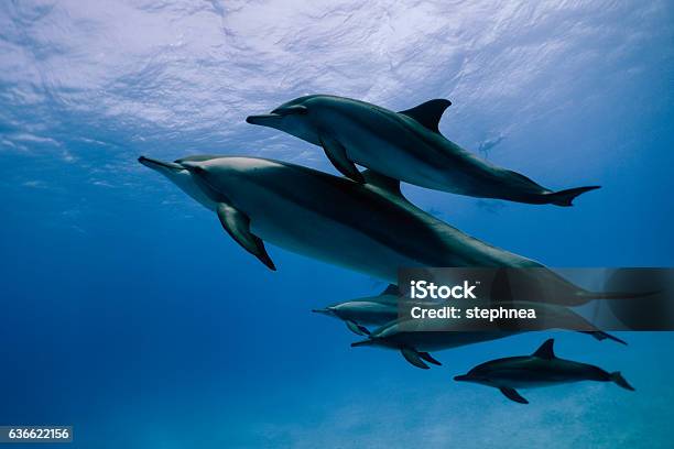 Langschnabeldelfine Mit Der Familie Stockfoto und mehr Bilder von Delfin - Delfin, Rotes Meer, Blau