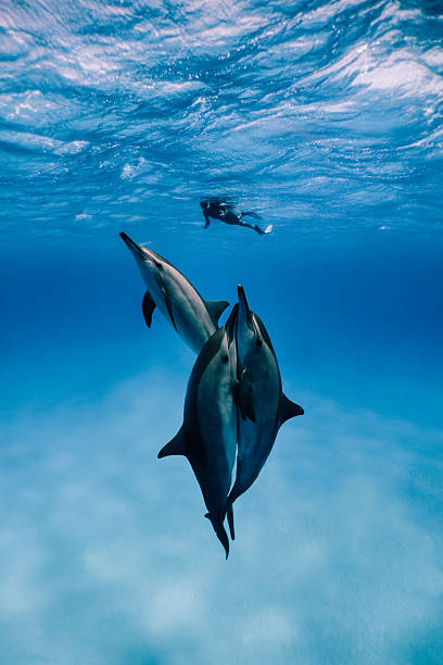 istock Long-billed dolphins and freediver 636622170