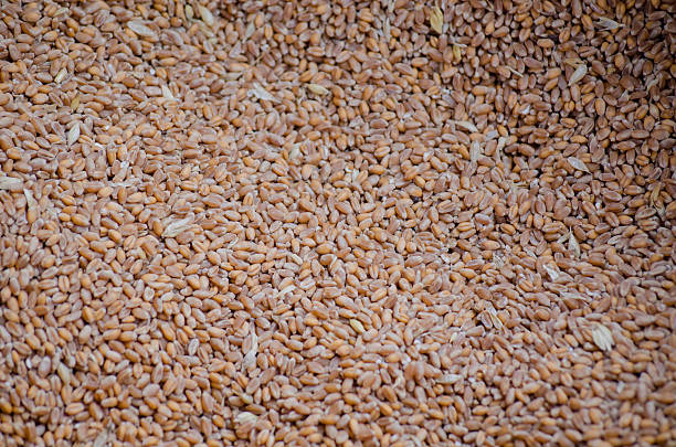 istock Grains of rye. Background 636622208