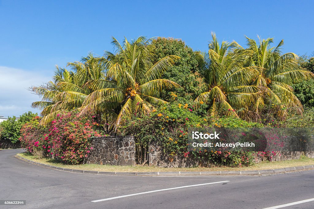 Beautiful palm and flowers near the road, Mauritius Arts Culture and Entertainment Stock Photo