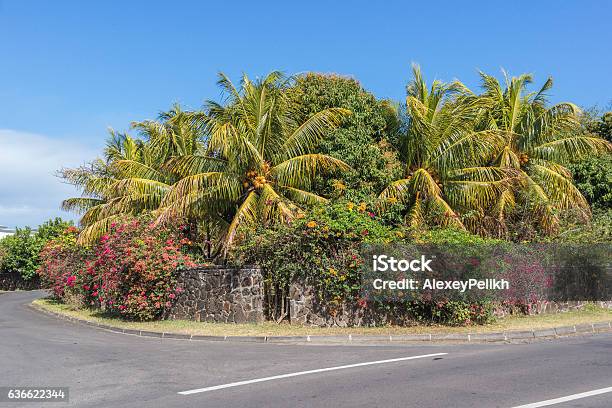 Beautiful Palm And Flowers Near The Road Mauritius Stock Photo - Download Image Now