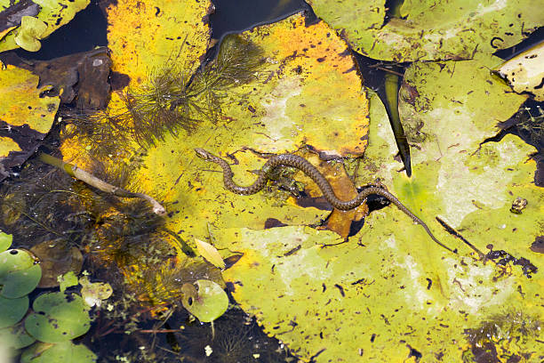 cobra d'água - water snake imagens e fotografias de stock