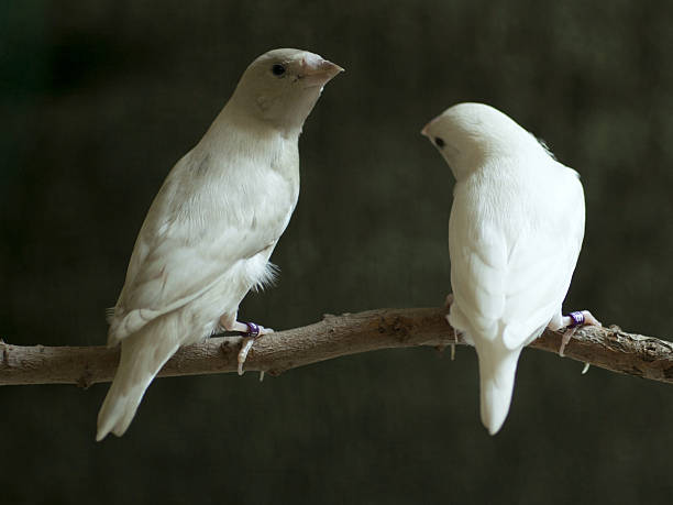 istock Gouldian Finch, Bird 636626430