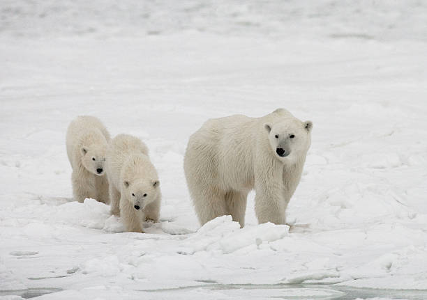 istock Polar bear with a cubs in the tundra. 636627342