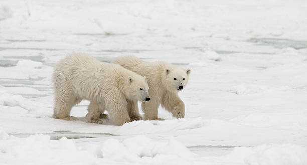 istock Polar bear with a cubs in the tundra. 636627350