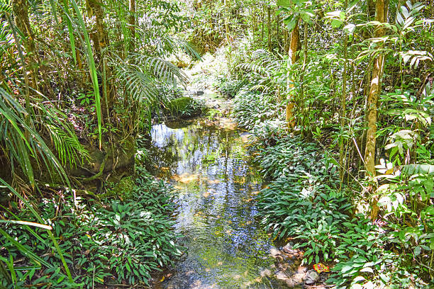 istock Mt. Kinabalu Botanical Garden of Kinabalu Park 636630928