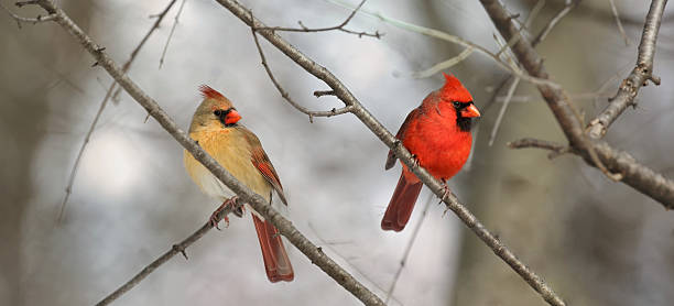 couple of cardinal couple of cardimal in nature during winter female animal stock pictures, royalty-free photos & images