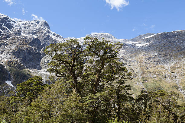 istock Milford Track - New Zealand 636632302