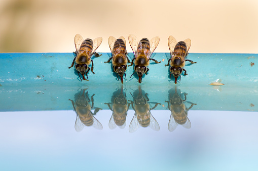 I leave water for the bees just outside my house (I live in the rainless tropical climate that is in Northern Peru). Piura district is well known for its bee keeping industry, the bees travel north to Tumbes region (where I live) that has a little more vegetation. At first they drank from the dogs water bowl, then I found a giant ceramic \