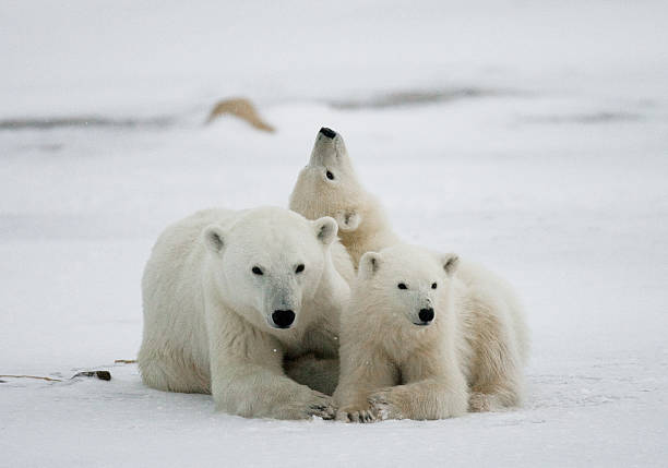 istock Polar bear with a cubs in the tundra. 636633746