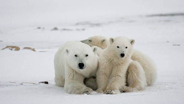 istock Polar bear with a cubs in the tundra. 636633774