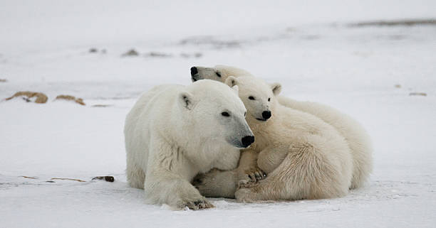 istock Polar bear with a cubs in the tundra. 636633786