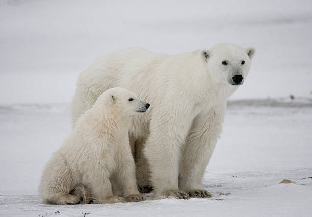 istock Polar bear with a cubs in the tundra. 636633830