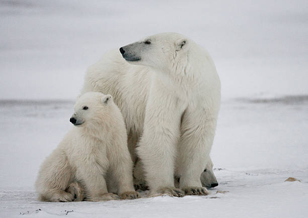 istock Polar bear with a cubs in the tundra. 636633842