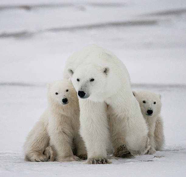 istock Polar bear with a cubs in the tundra. 636633844