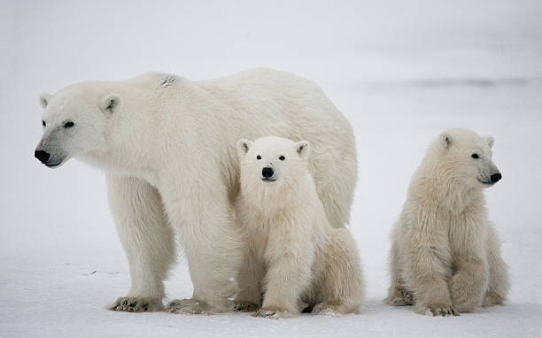 istock Polar bear with a cubs in the tundra. 636633888