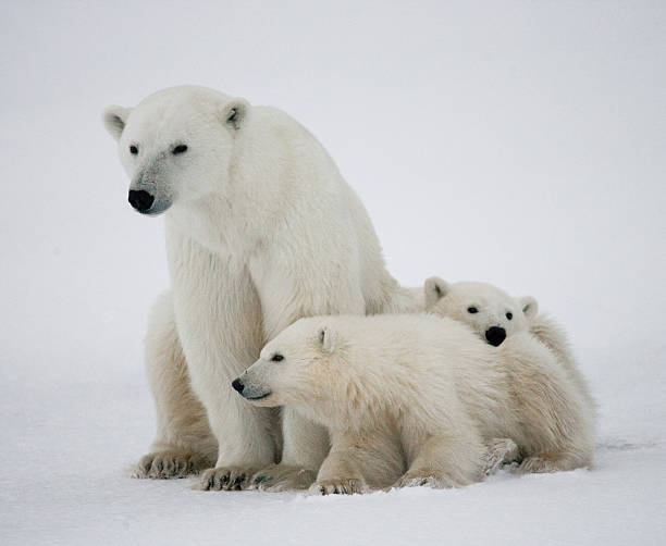 istock Polar bear with a cubs in the tundra. 636633900