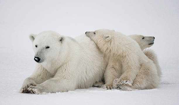 istock Polar bear with a cubs in the tundra. 636633932