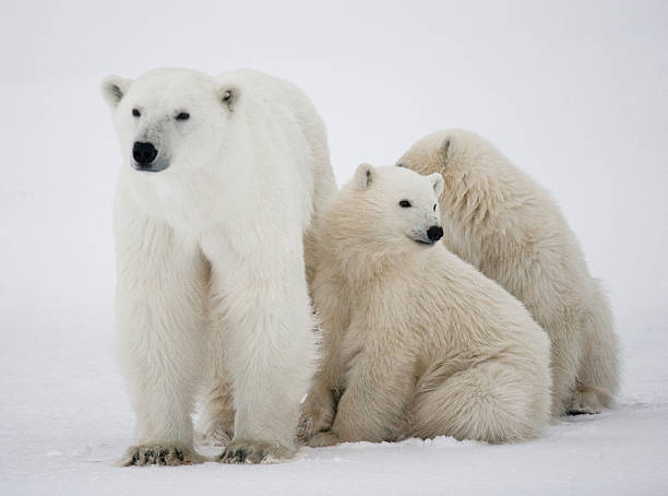 istock Polar bear with a cubs in the tundra. 636633950