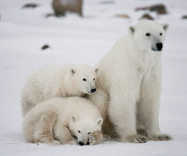 istock Polar bear with a cubs in the tundra. 636633998