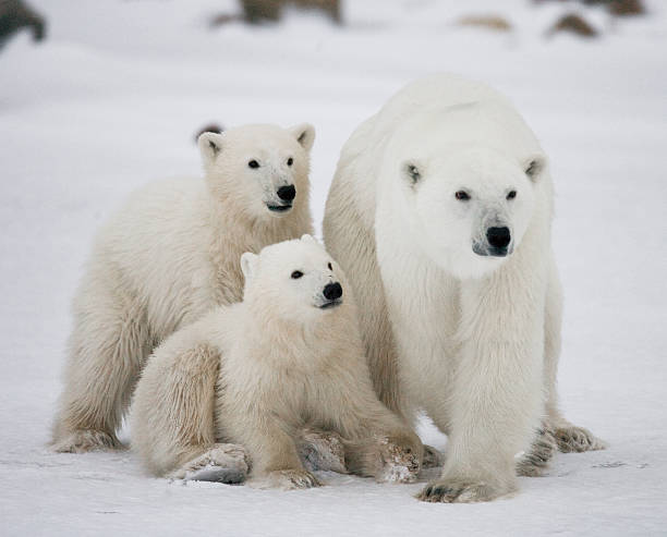 istock Polar bear with a cubs in the tundra. 636634020