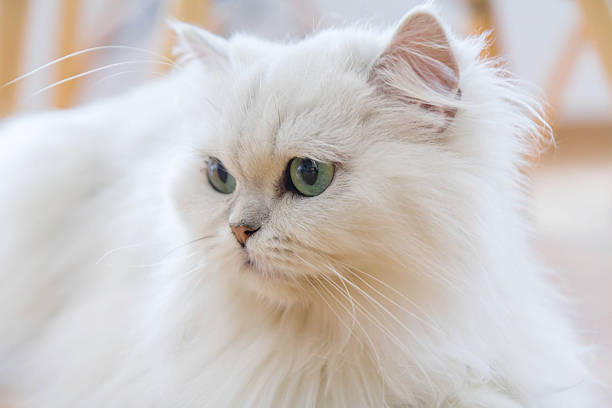 White Persian cats Lovely White Persian cats on the floor white persian cat stock pictures, royalty-free photos & images