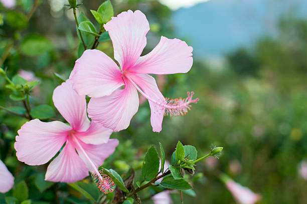 istock Pink hibiscus flowers 636634160