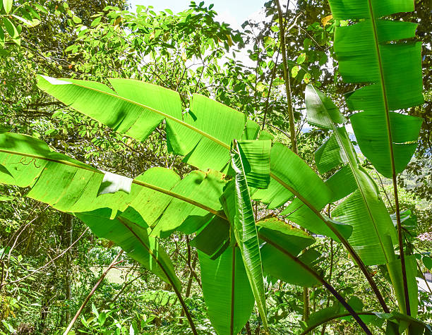 junge tropicale selvaggia dell'isola del borneo (foresta pluviale) - junge foto e immagini stock