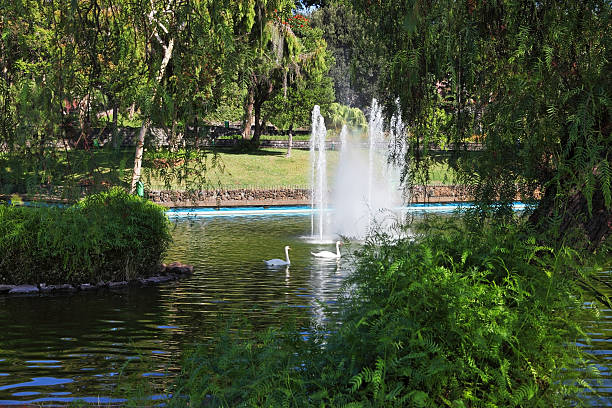 Magnificent park on the island. The lake with a fountain and the white swans around.