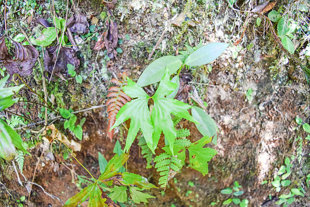 borneo island wild tropical junge (rainforest) - junge imagens e fotografias de stock