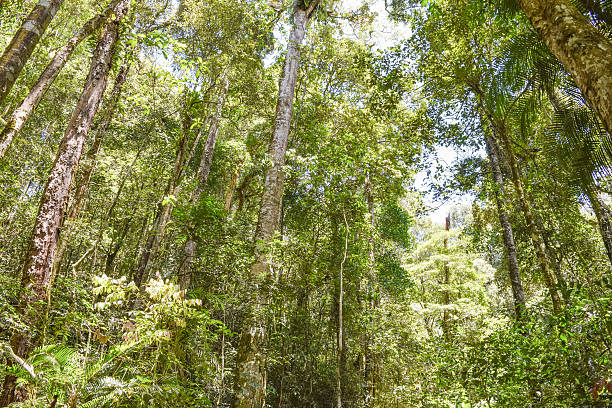 borneo island wild tropical junge (rainforest) - junge imagens e fotografias de stock