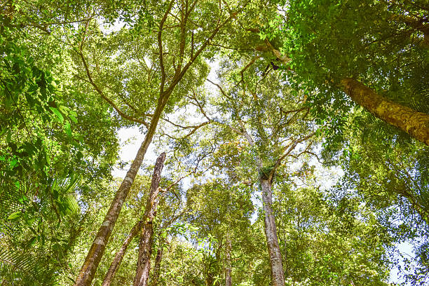 borneo island wild tropical junge (rainforest) - junge imagens e fotografias de stock