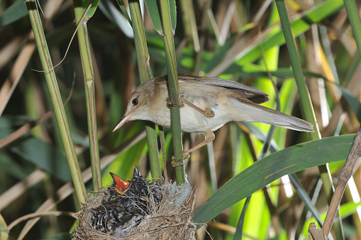 Reed warbler with cuckoo