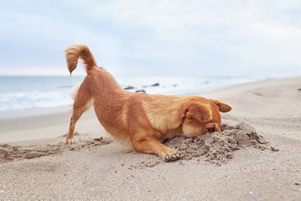 perro en busca de cangrejos - perro peruano fotografías e imágenes de stock