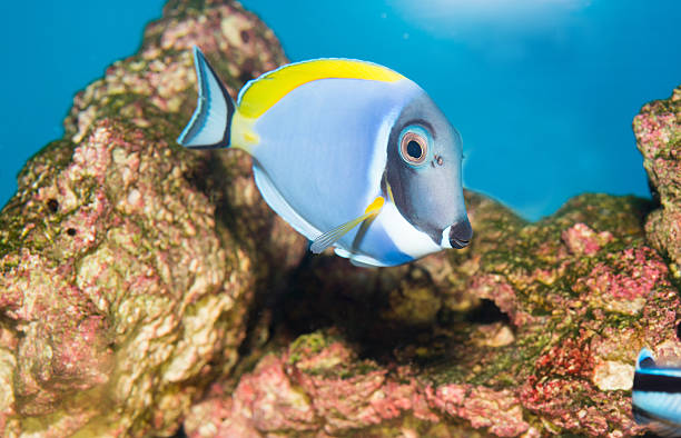 istock Powder Blue Tang (Acanthurus leucosternon) marine tropical fish 636638130
