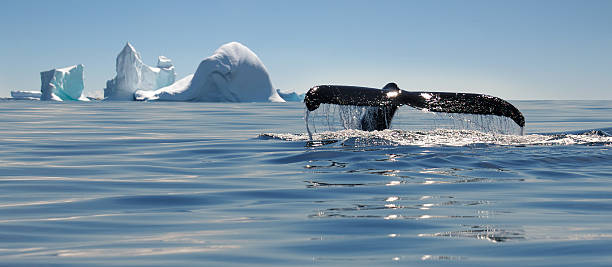 istock Beautiful view of icebergs in Antarctica 636640098