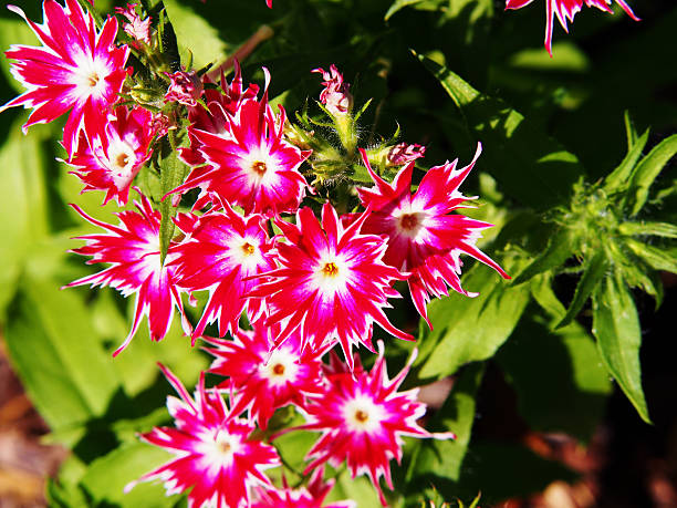 istock Phlox drummondii 'Twinkle Star' 636642510