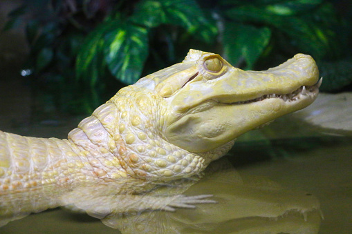 Pantanal, Brazil - March 21, 2015: An extremely rare albino alligator standing on the shore of a lake.