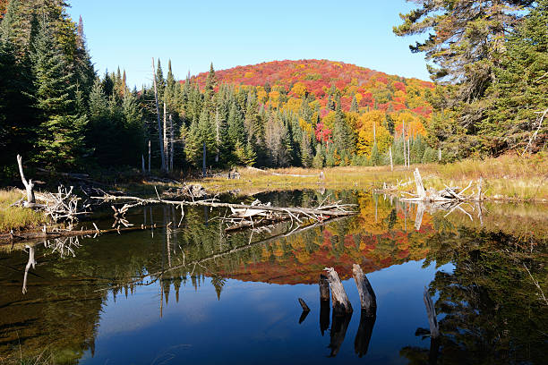 istock Mountain Reflection in Mont Tremblant National Park 636644494