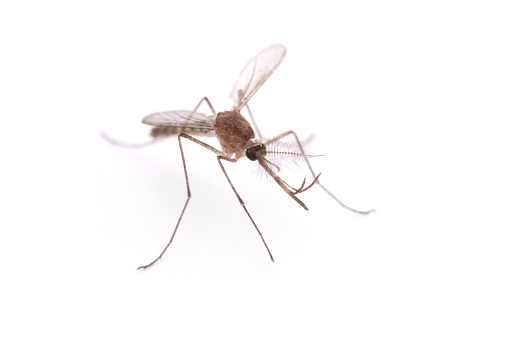 Asia Mosquito on right side on white background
