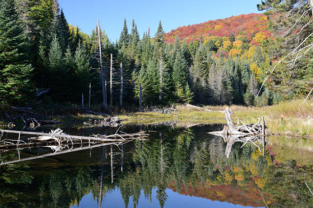 istock Pond in Mont Tremblant National Park 636645432