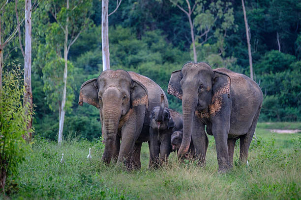 istock Family of wild Elephants  in forest 636645952
