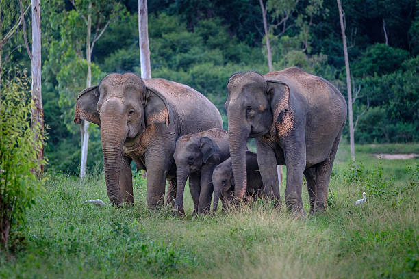 istock Family of wild Elephants  in forest 636646022