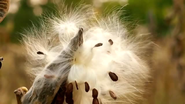 Fluff flowers and seeds