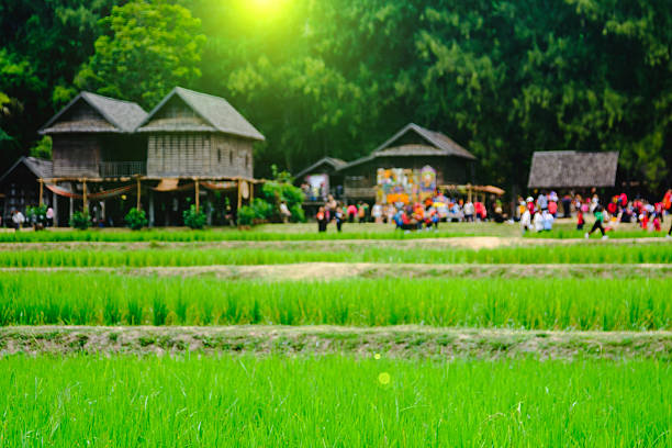 An Image of Rice field and selective focus with blurry thai house background.