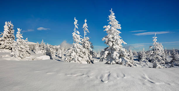 istock Sunny morning scene in the mountain forest 636649168