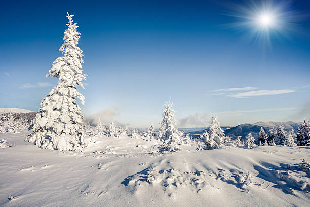 istock Sunny morning scene in the mountain forest 636649400