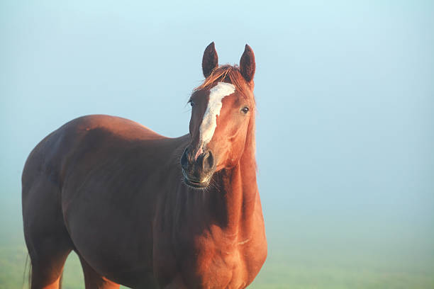 istock brown horse in morning sunlight 636650484